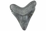 Fossil Megalodon Tooth - South Carolina #236289-1